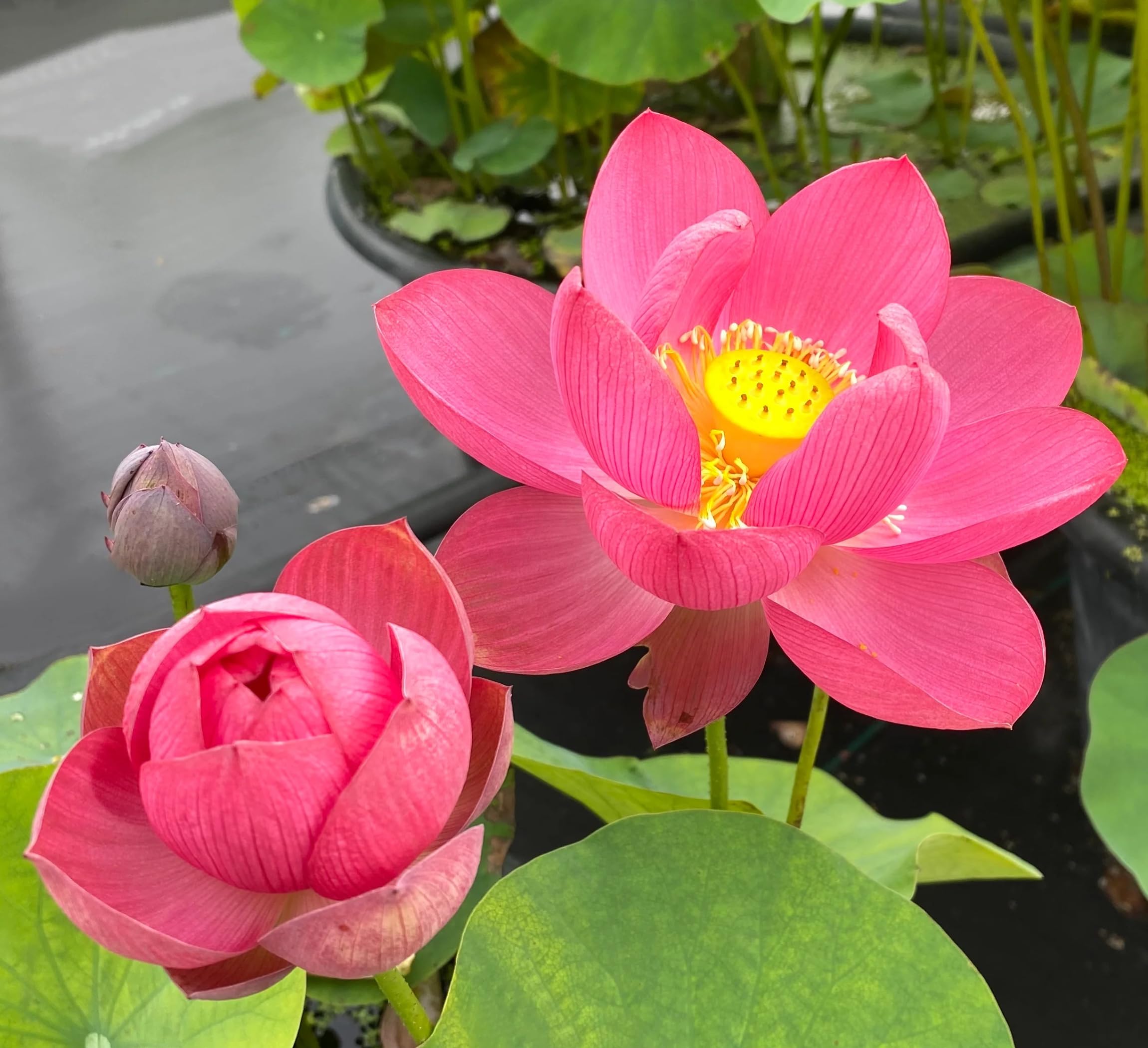 Red Lotus Plant - Blooms in 30 Days! -15