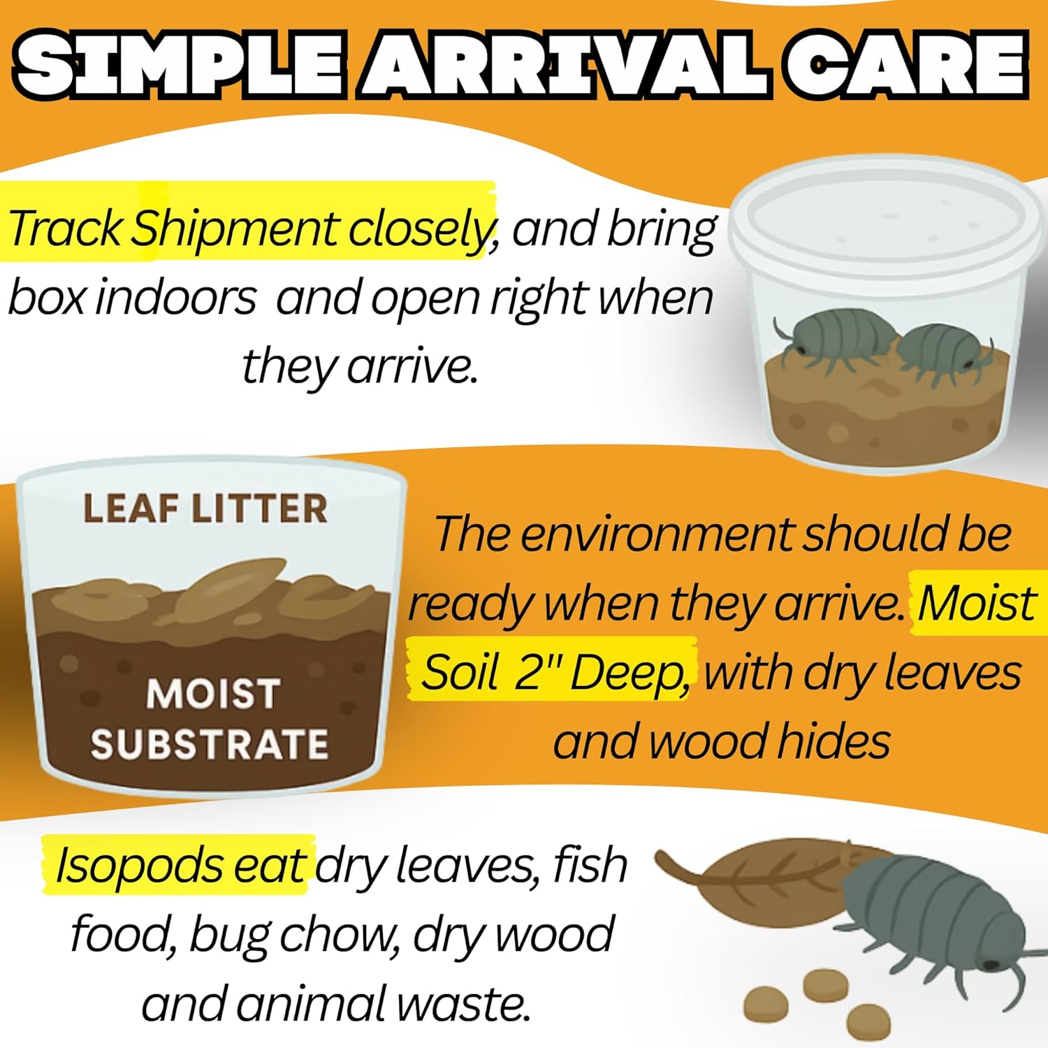 Live 50ct Powder Orange Isopods (Porcellionides Pruinosus) errarium Cleaner Crew - Live Arrival Guaranteed