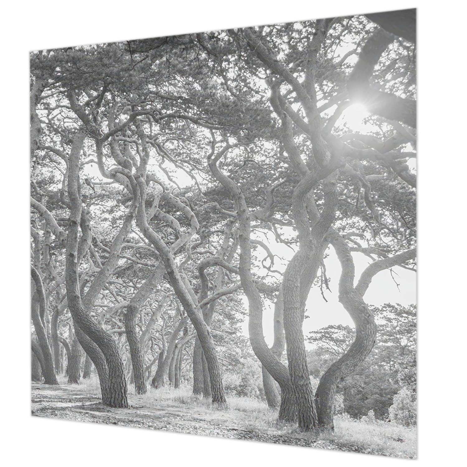 Tapisserie intissée forêt 250x250 cm lavable et pose murale facile
