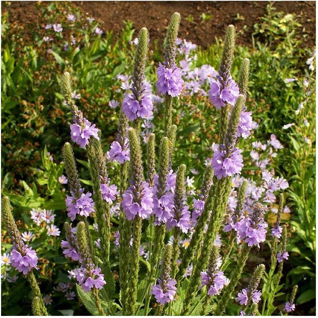 Everwilde Farms - 1/4 Lb Hoary Vervain Native Wildflower Seeds - Gold Vault