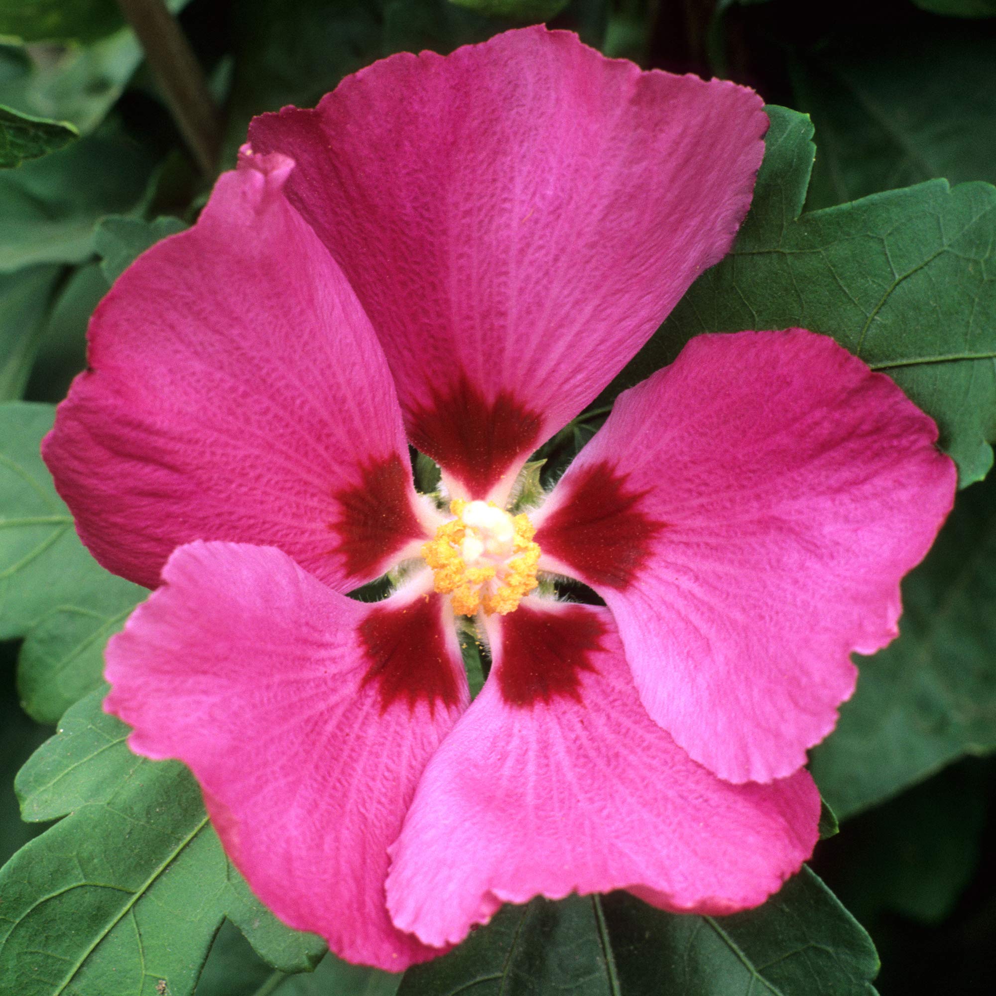 Hibiscus Syriacus Woodbridge | Flowering Outdoor Shrub | 20-30cm (incl Pot)