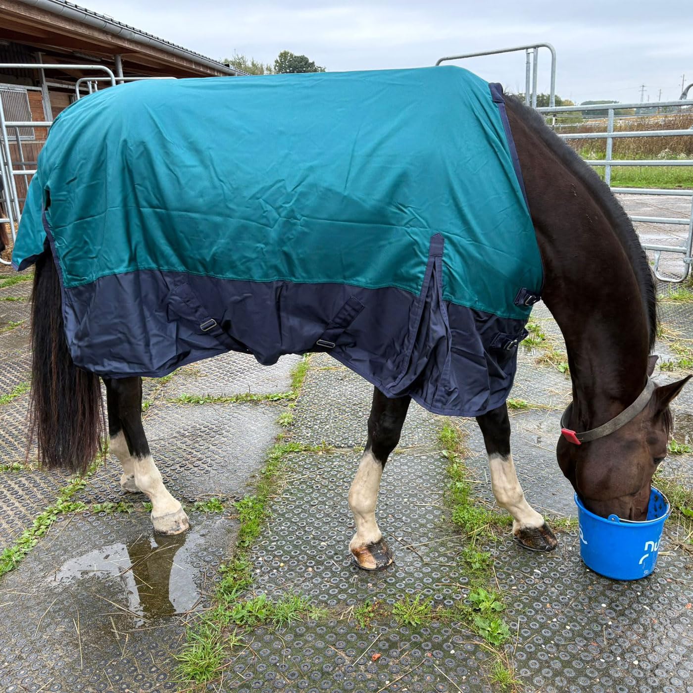 Brama-West - Manta para la lluvia, diseño de caballo Zara Turnout 1200D, manta de pasto para exteriores, resistente al agua y al viento (azul/azul marino, 175)
