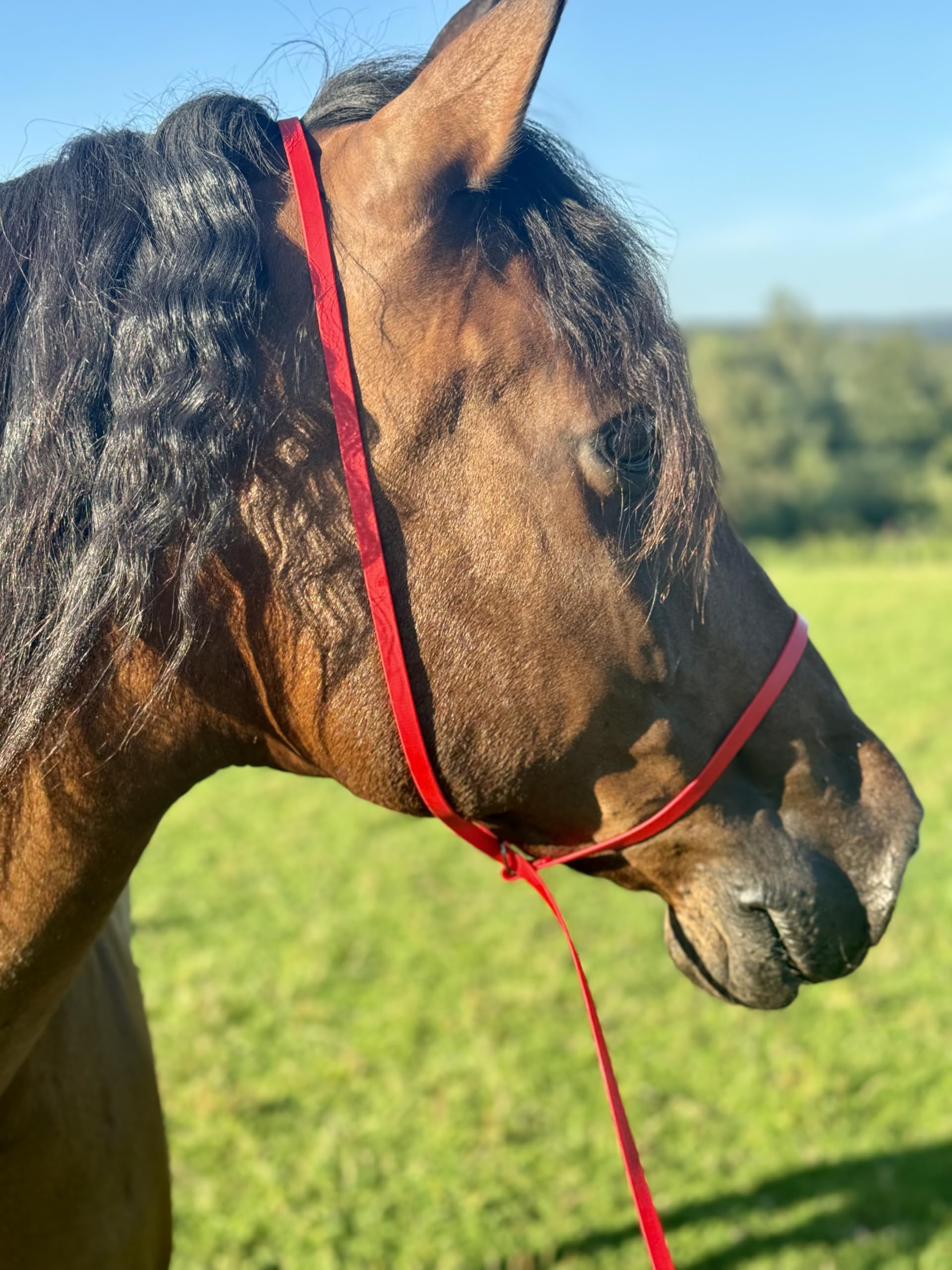 Biothane Longe 8m – Superleicht für Pferde oder als Schleppleine für Hunde, 13mm breit, wetterfest, reißfest, mit extra kleinem Edelstahl-Snap-Karabiner (20g-250kg Last), pflegeleicht, rot