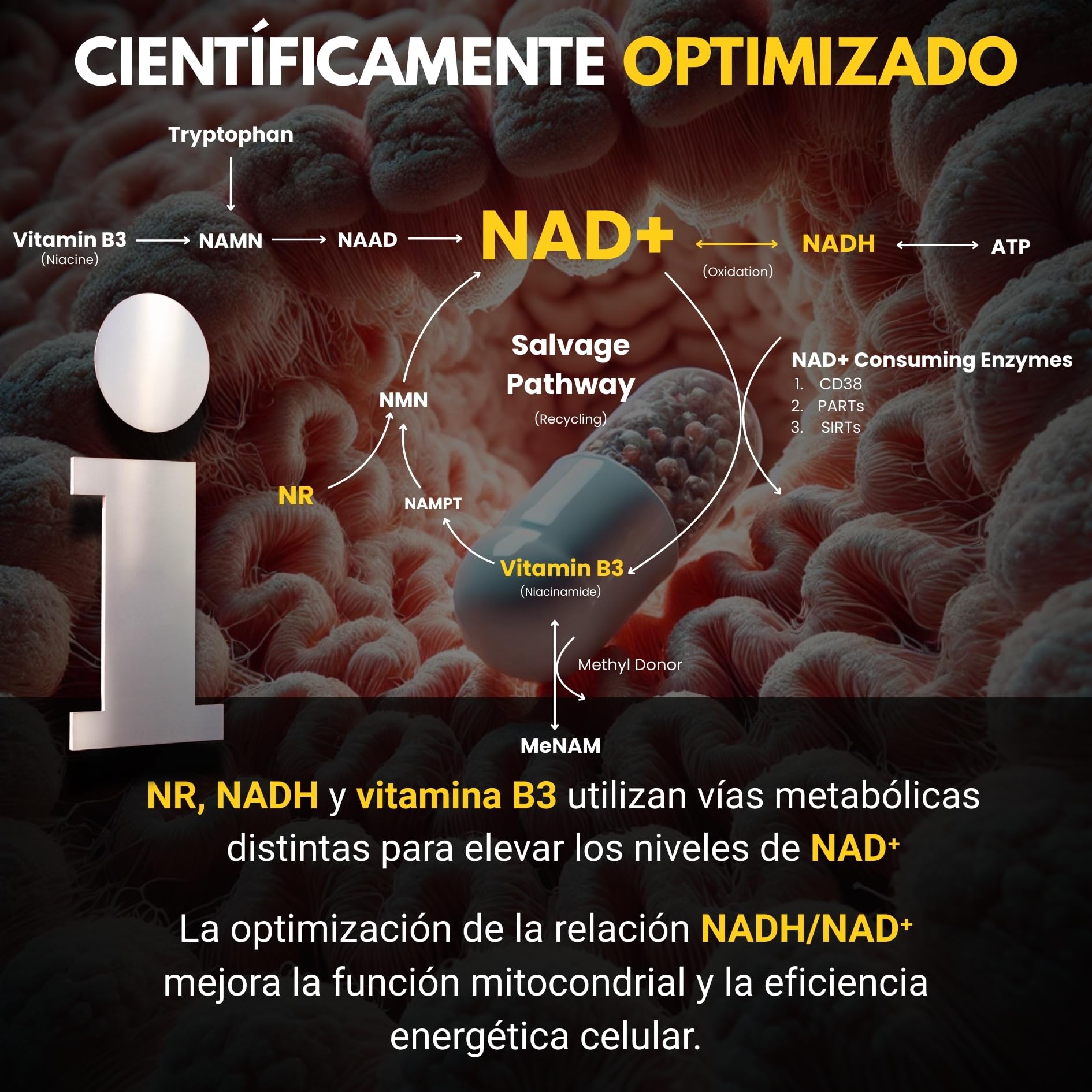 NAD+ ✗ NR + NADH + Vitamina B3 ✗ Cloruro de Nicotinamida Ribósido ✗ Antienvejecimiento ✗ Energía ✗ Acción sinérgica rápida y prolongada ✗ Cápsula vegetal y gastroresistente ✗ Fabricado en Francia
