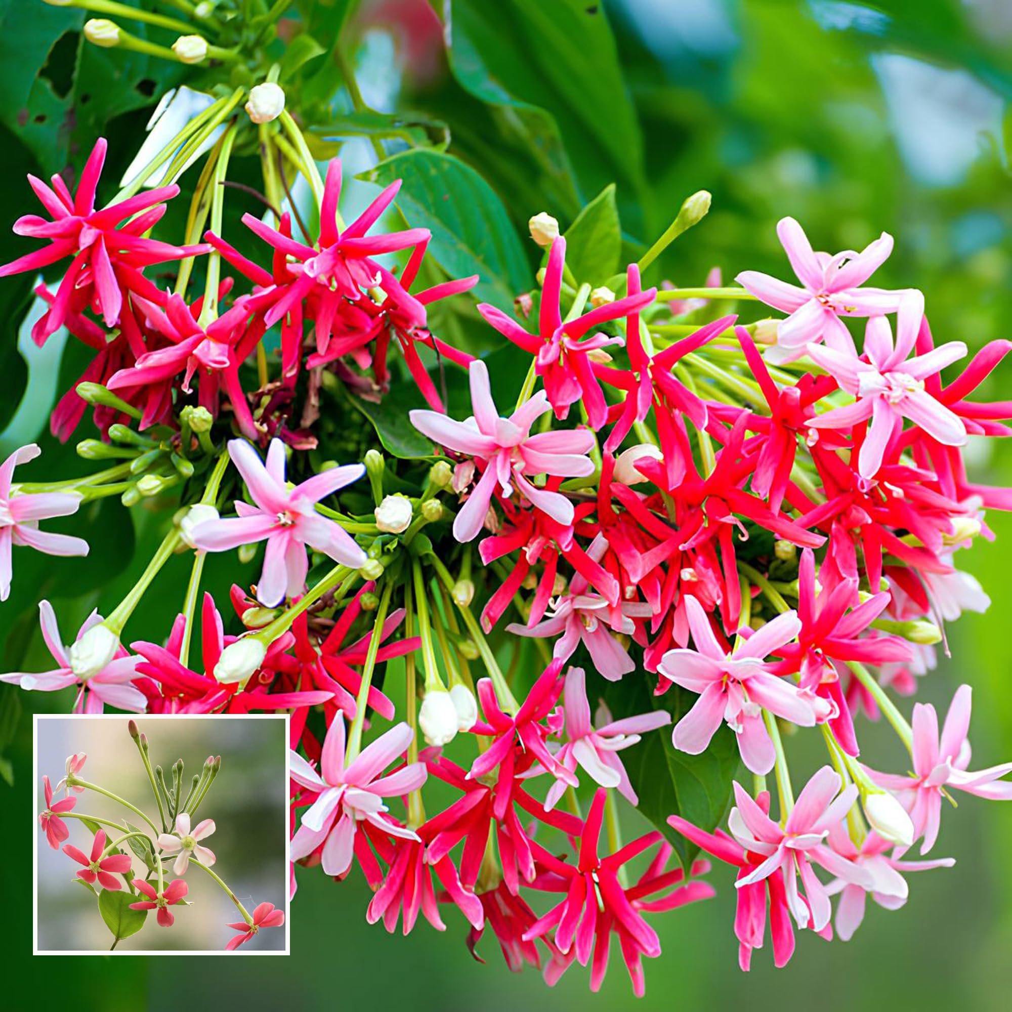 HAPING Rangoon Creeper Madhavi Lata Madhumalti Flower Climbers Flower Live Plant (1-2 Feet Height) (B0CTTWXVPK) Amazon Price History, Amazon Price Tracker