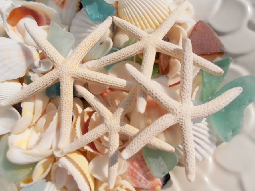 サンゴ シーグラス 貝殻セット 海 ハワイ好きに