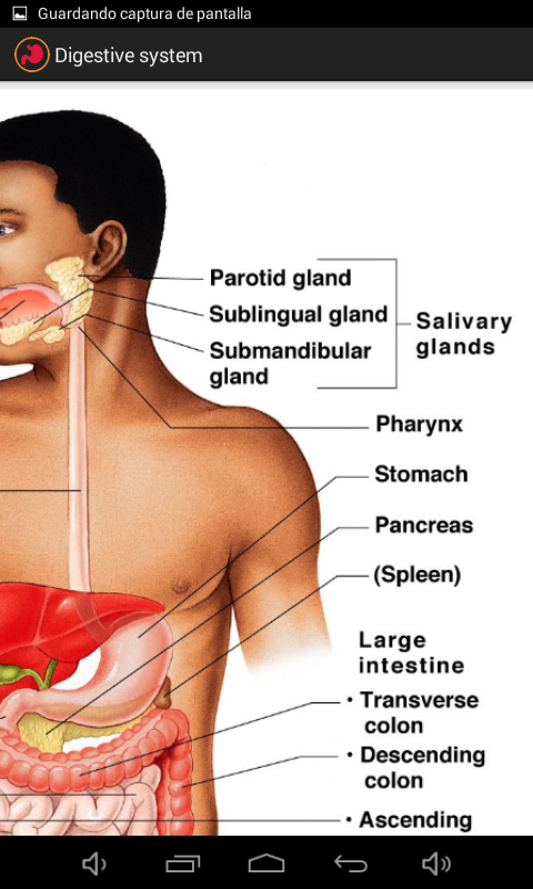 Digestive system: app su Amazon Appstore