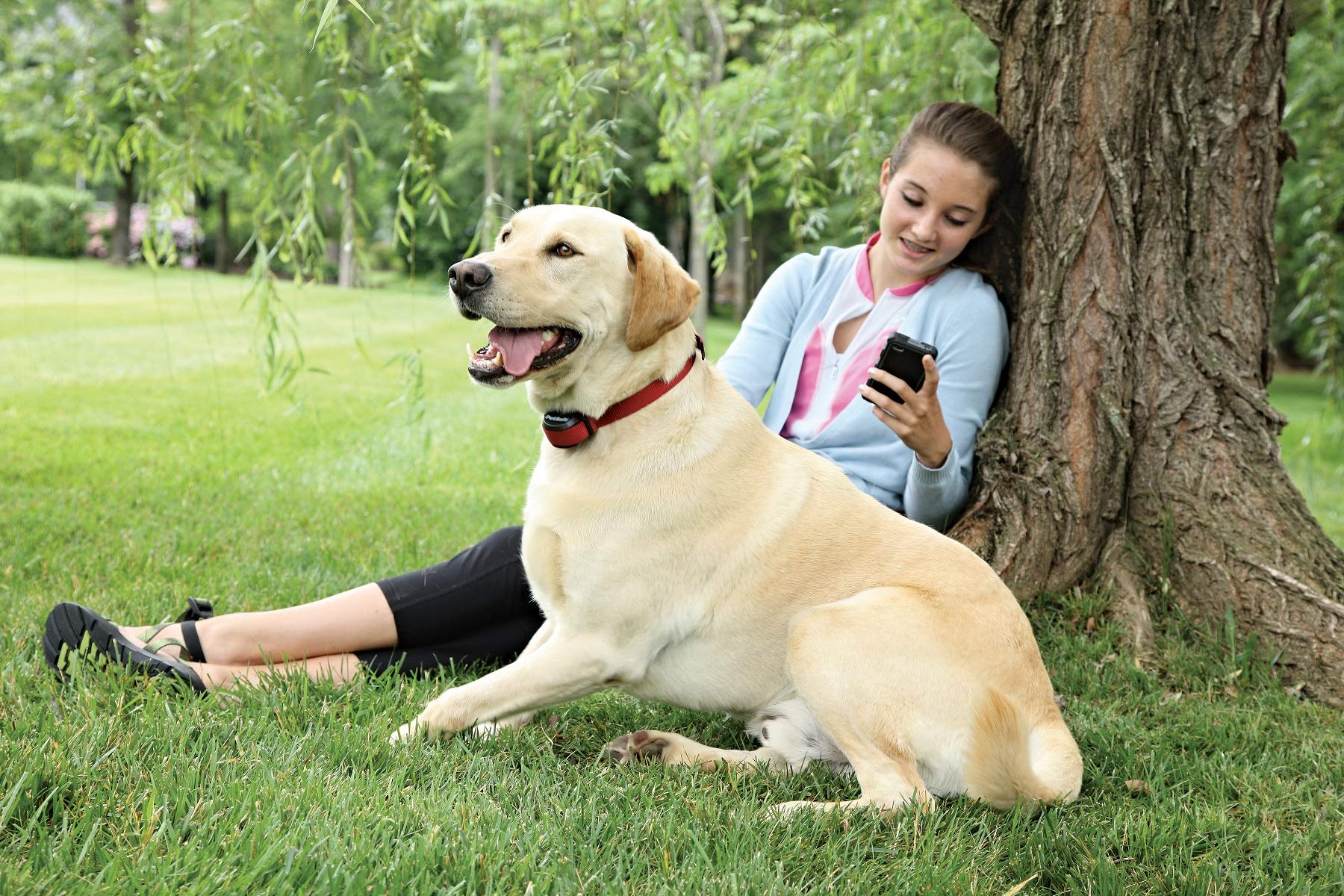 PetSafe, Clôture Anti-Fugue sans Fil Stay & Play de pour Chiens têtus, Collier étanche et Rechargeable, Couverture Circulaire de 3 000 m², 5 Niveaux de Stimulation Ajustable, transmetteur Portable