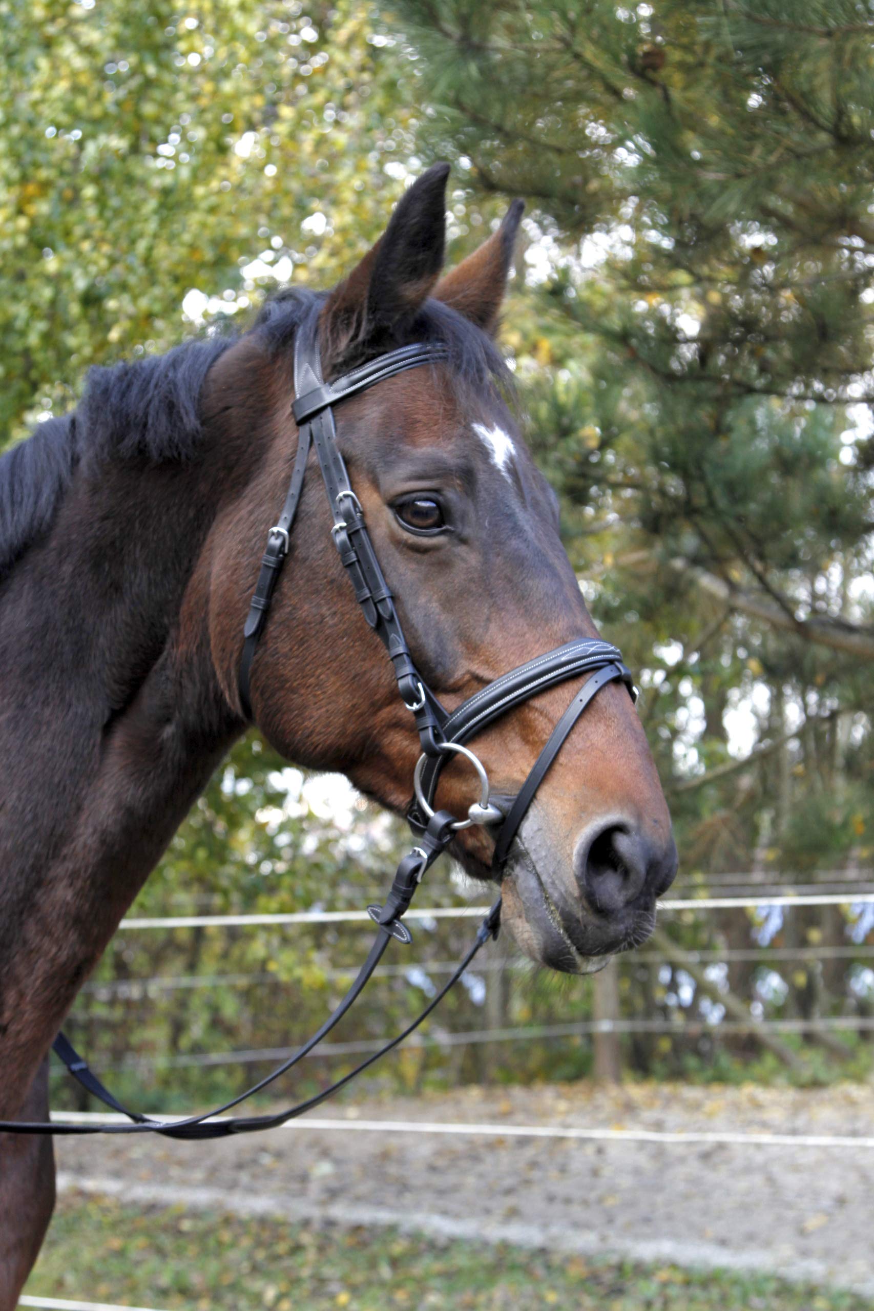 Kerbl Briglia Classic Pony w Pelle Marrone