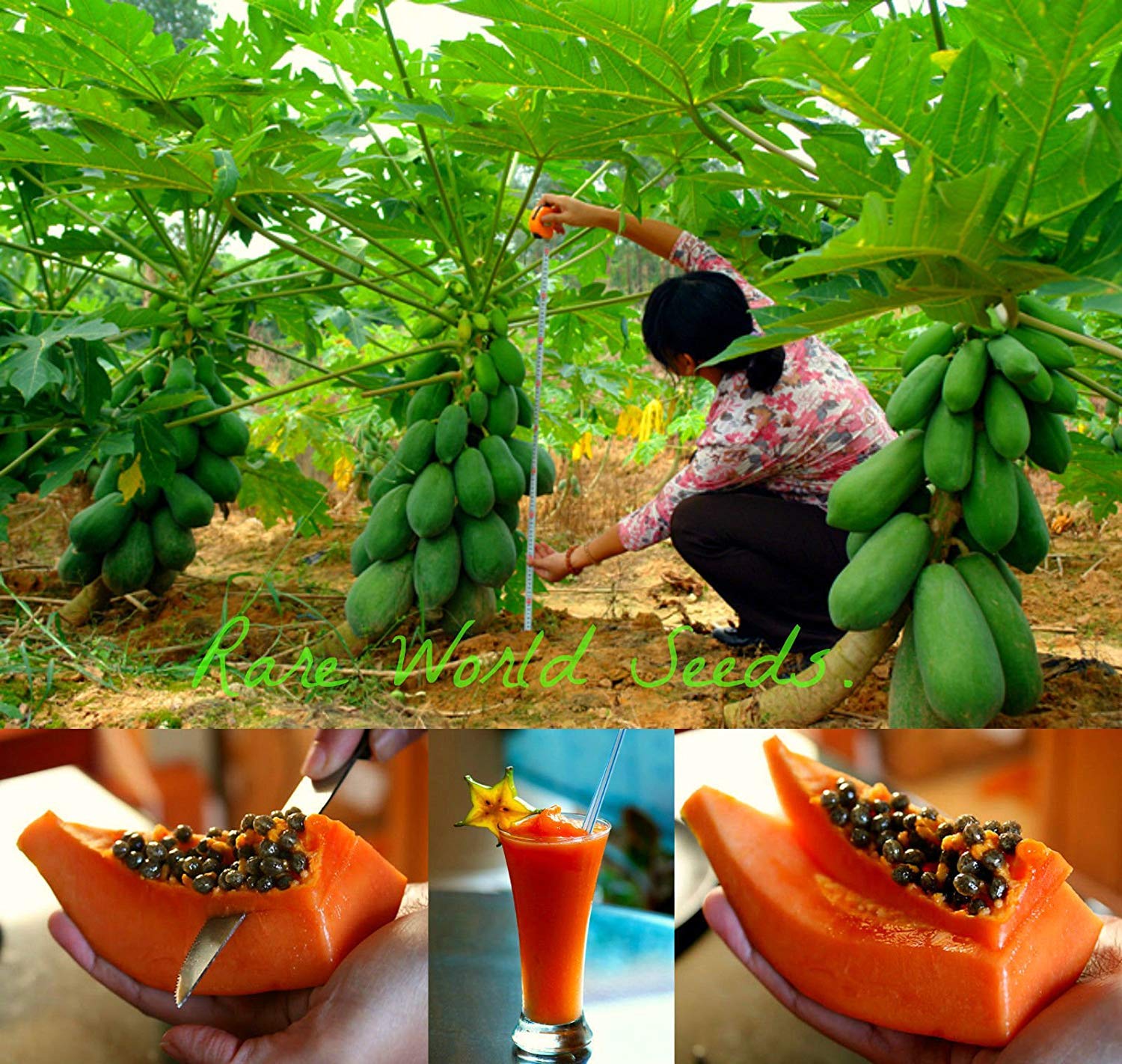 Dwarf Carica Papaya tropical Tree Seeds 50 seeds (B07PVLDBK2) Amazon Price History, Amazon Price Tracker