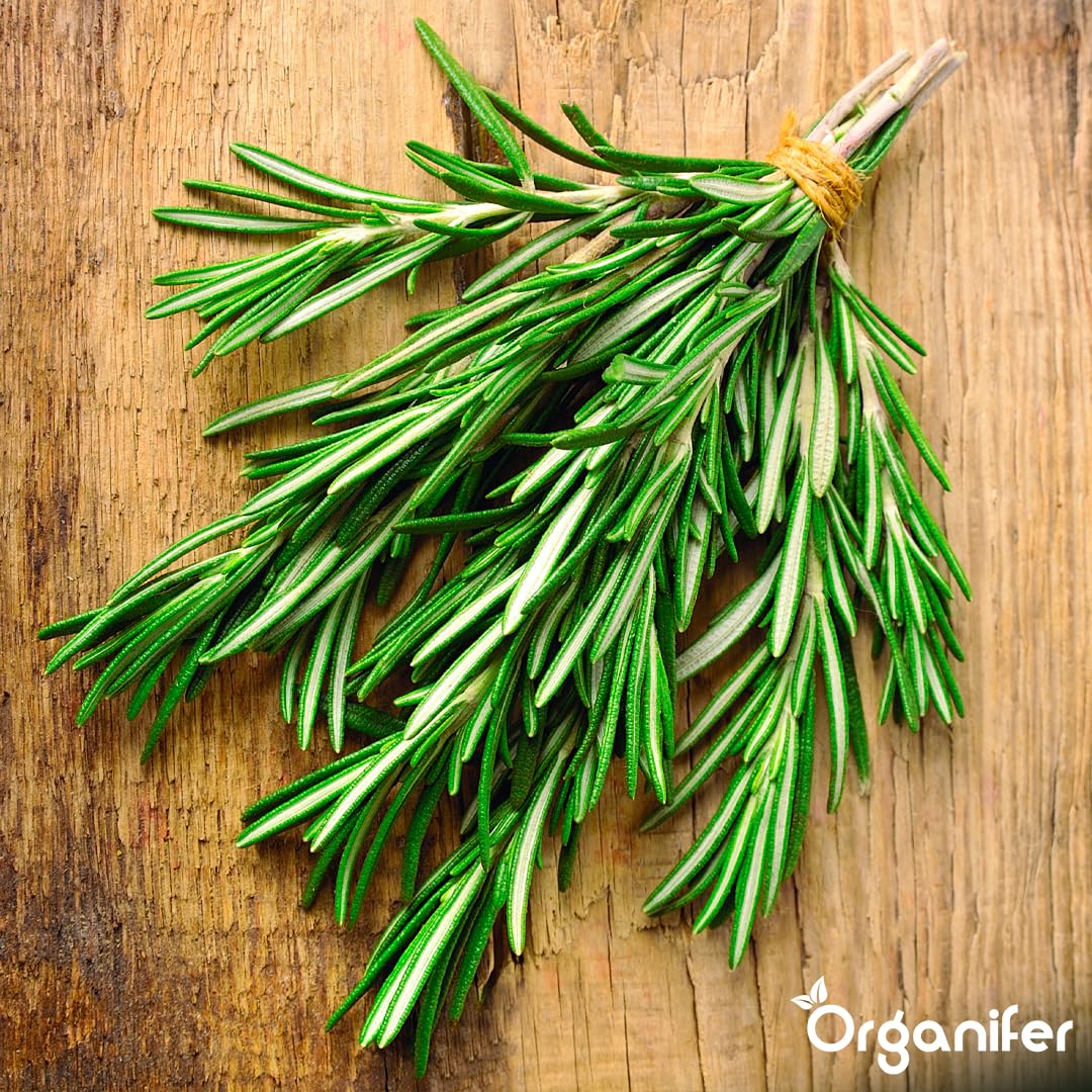 Fertilizante Líquido Para Romero 1L – Abono Orgánico Para Hojas Saludables Y Crecimiento Fuerte – Refuerza Raíces Y Vitalidad – Organifer