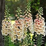 Eden Brothers Foxglove Seeds - Dalmatian Peach
