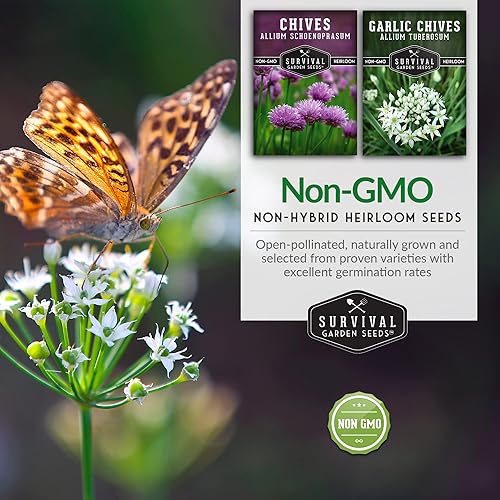 Miniatura 6 de Survival Garden Seeds Colección de semillas de cebollino – Cebollino común y ajo – 2 paquetes de variedades de semillas de hierbas de polinización