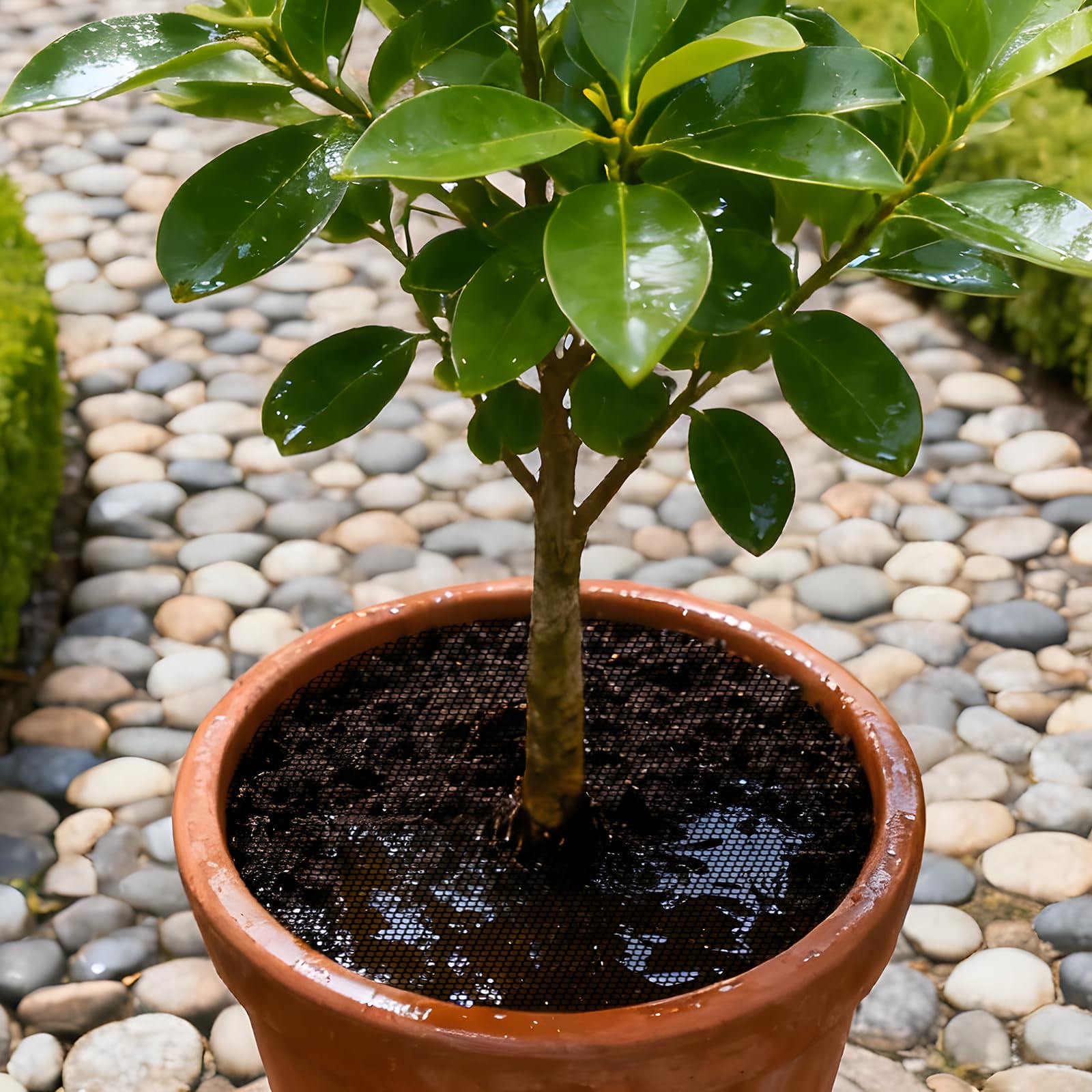 4 szt. kratek na rośliny, 15.7 in / 40 cm, do przycinania, do roślin doniczkowych, ochrona roślin doniczkowych, osłona powierzchni gleby, łatwe do przycięcia, do doniczek wewnętrznych i zewnętrznych