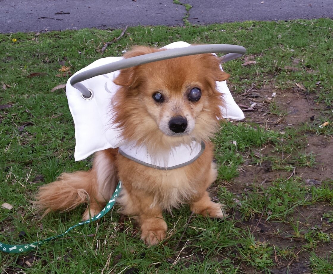 Buy Muffin’s Halo Blind Dog Harness Guide Device Help for Blind Dogs to Avoid Accidents