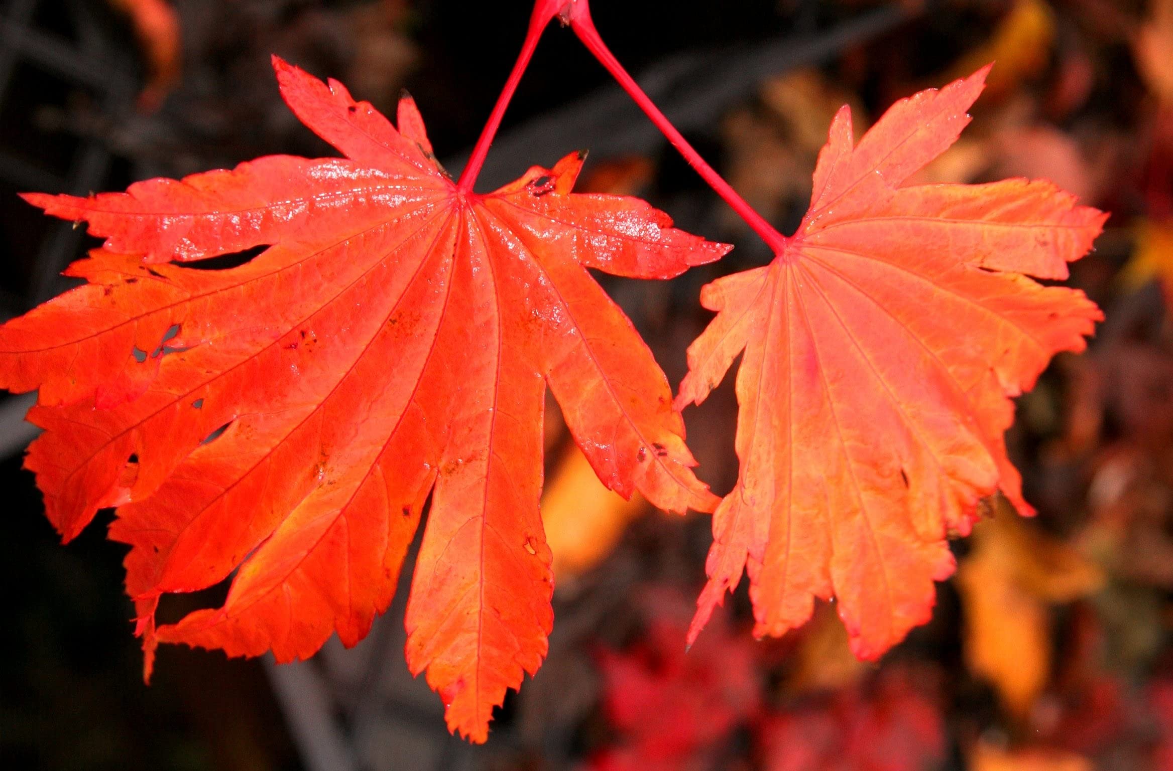 Amazon.com : Emmetts Pumpkin Japanese Maple 2 - Year Live Plant