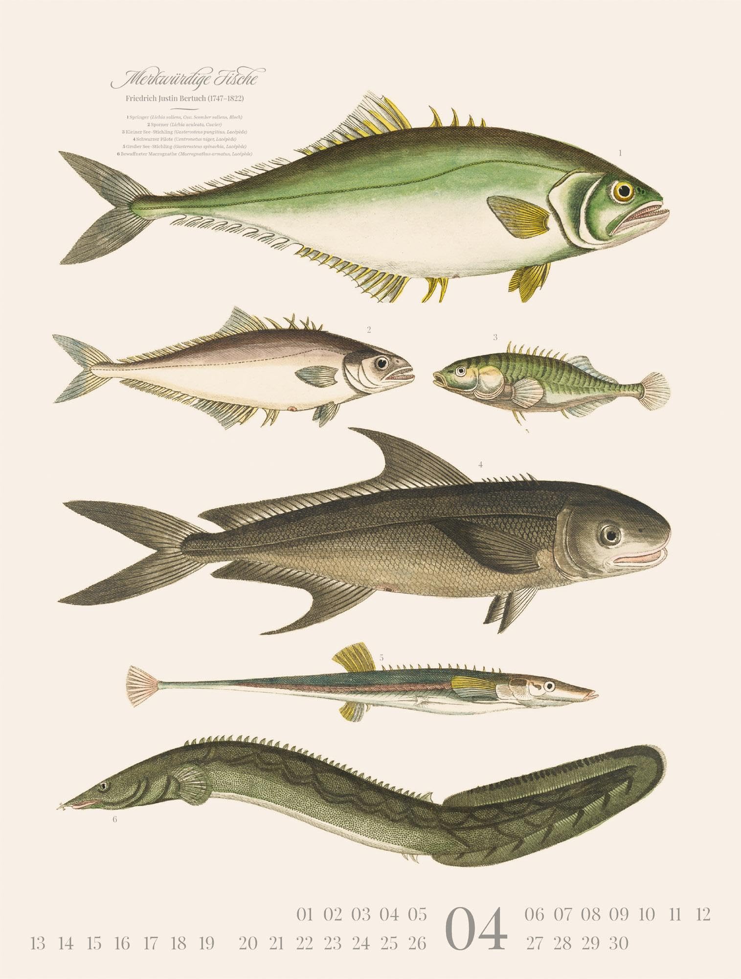 Fische Kalender 2026 | Dekorativer Retro-Kalender im großen Hochformat (50x66 cm) | Historische Tier-Illustrationen von Friedrich Justin Bertuch