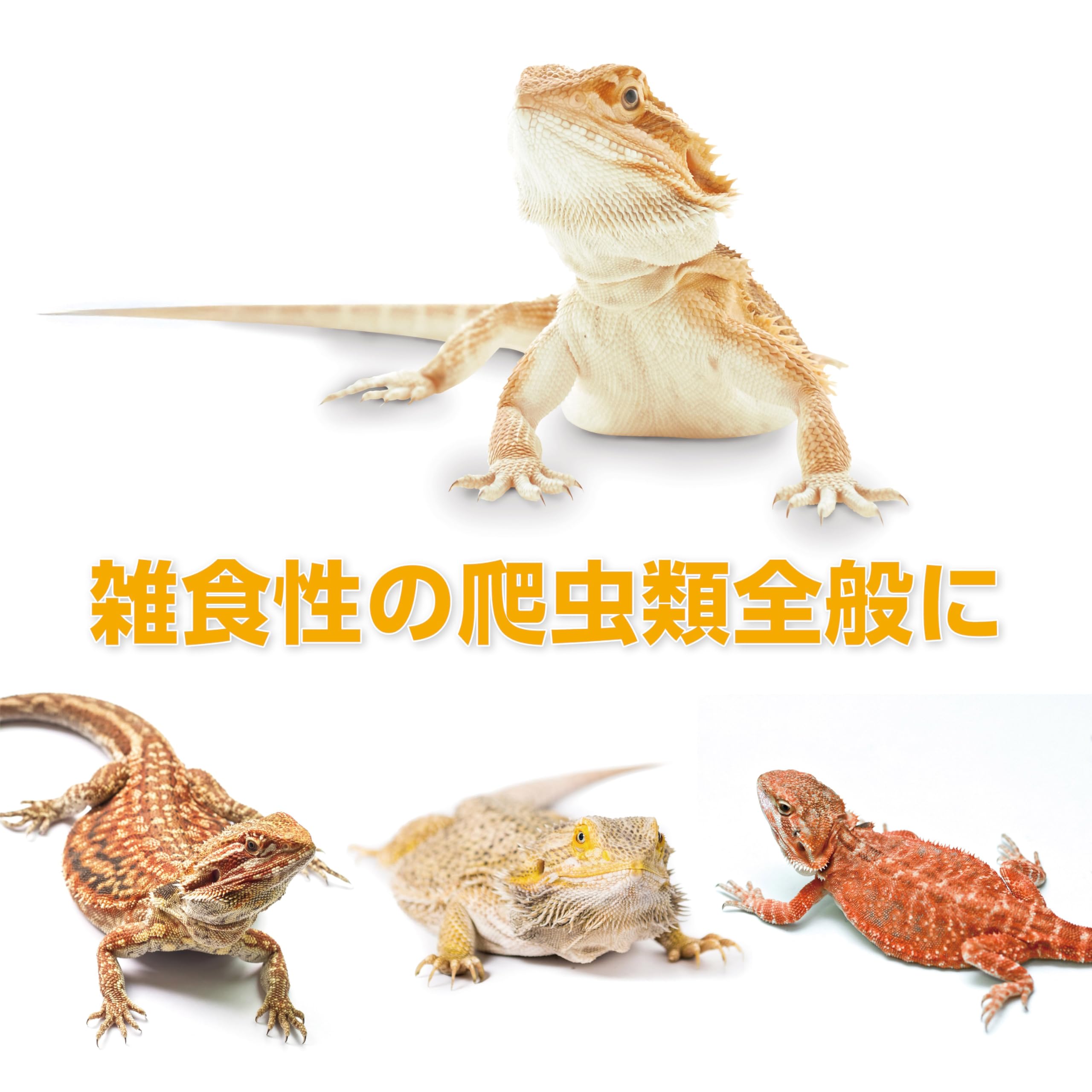 Amazon | EXO TERRA (エキゾテラ) フトアゴブレンドフード125g 昆虫