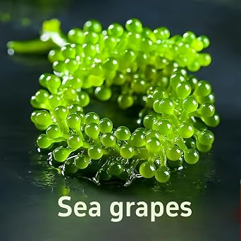 sea Grapes(100g*3packs)-Dehydrated Seaweed, Umibudo, Green Caviar, Lato Seaweed sea Grapes for Eating Delicious Kimchi, Side Dishes, Instant Pickles Vegetable, hot Pot Ingredients