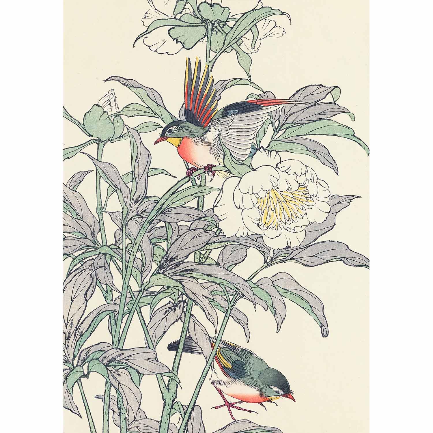 Amazon.co.jp: ROSSOGRAFICO 今尾景年 ポスター 芍薬 ソウシチョウ