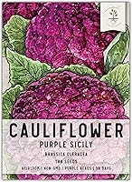 Seed Needs Purple Sicily Cauliflower Seeds - Non-GMO Heirloom Untreated for Vibrant Antioxidant-Rich Home Garden Veggies (1 Pack)