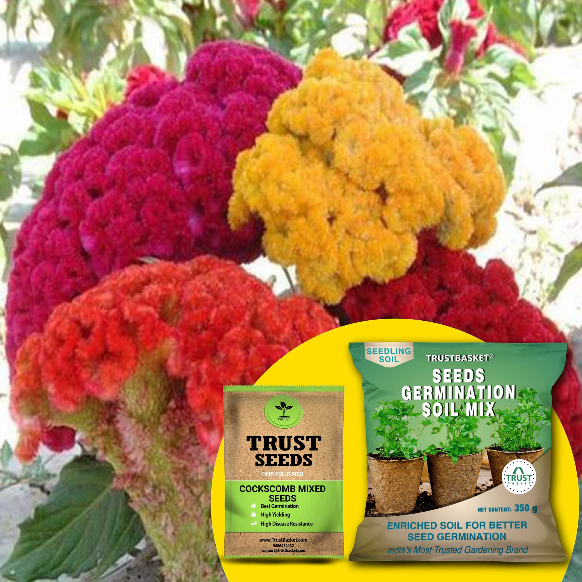 TrustBasket Cockscomb Mixed (OP/Desi) Seeds with Free Germination Potting Soil Mix