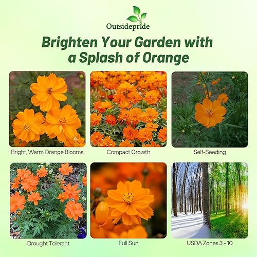 Miniatura 2 de Outsidepride Orange Cosmos Sulphureus Seeds  1000 piezas anuales, tolerantes a la sequía y aptas para polinizadores, semillas de flores para plantar