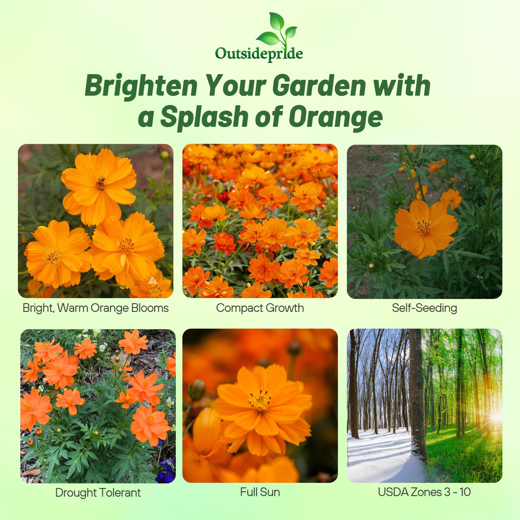 Amazon.com : Outsidepride Orange Cosmos Sulphureus Seeds - 1000