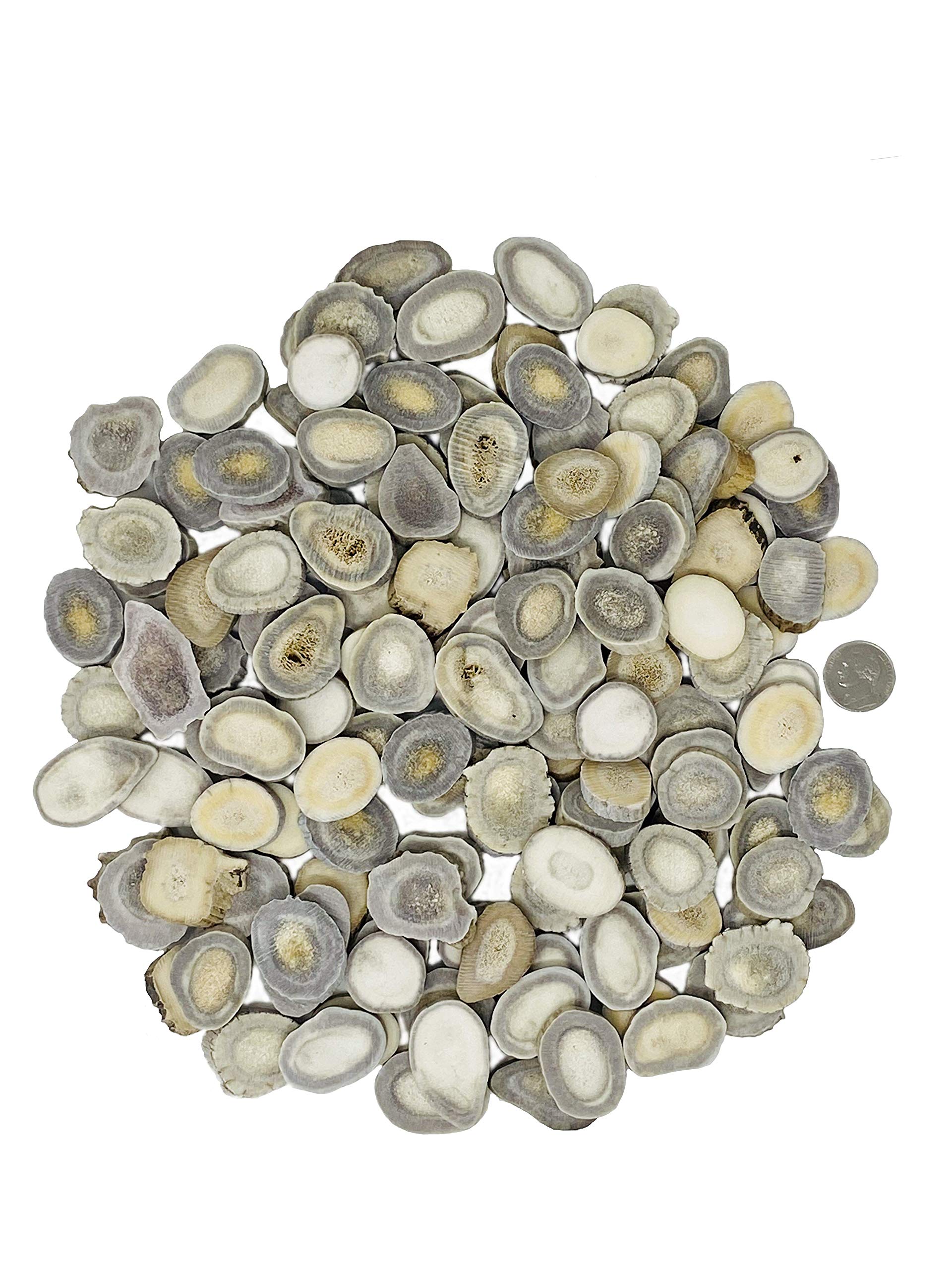 Natural Dakota Deer Antler Beads/Slices (Crafts, Jewelry Making, Beading Supplies) (Medium)