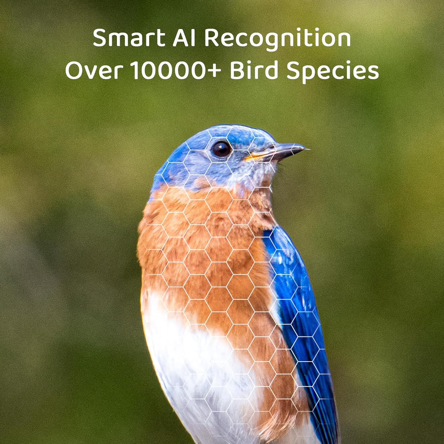 Smart AI Recognition of Bird Species