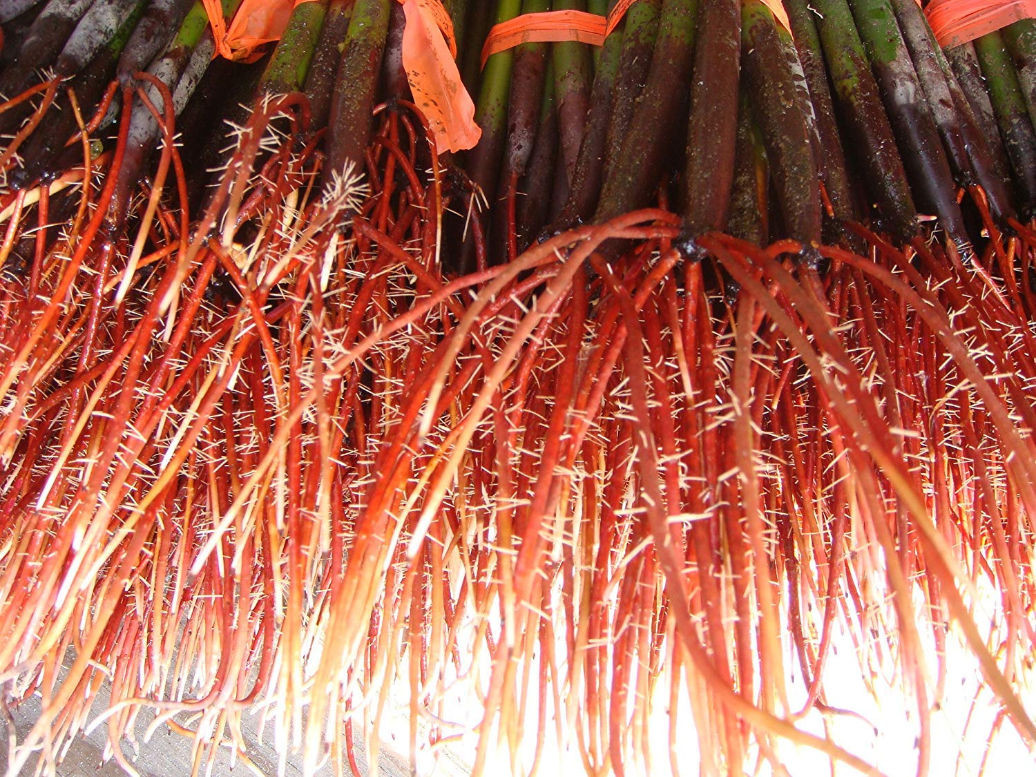 Buy AQUACULTURE NURSERY FARMS Mangrove Tree Seedlings 12" 18