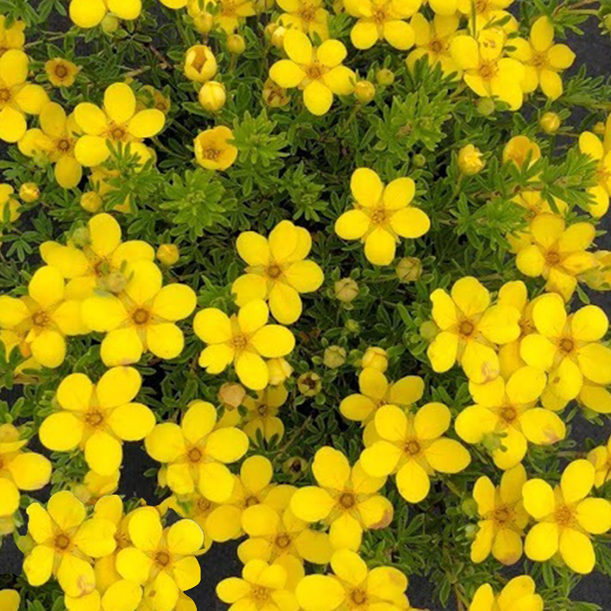 Potentilla 'Bella Lindsey' Hachbianca Deciduous Hardy Plant | 9cm