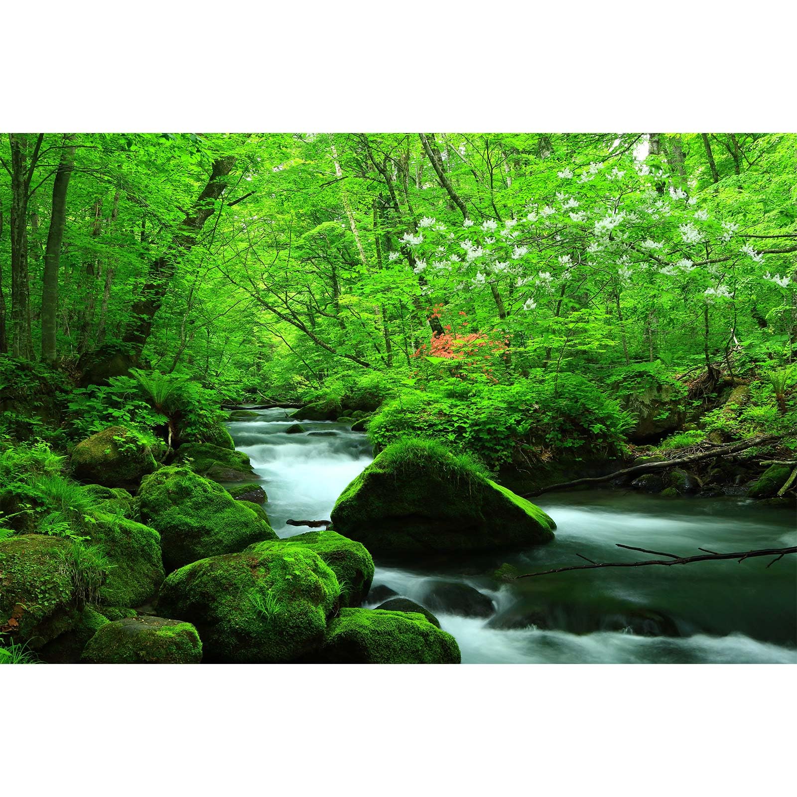 Stream Aquarium Background Jungle Plants Rainforest Fish Tank Background Lush Green Trees Rocks with Moss Terrarium Background Flowing Water Natural Landscape Aquarium Backdrops Vinyl 36x20in