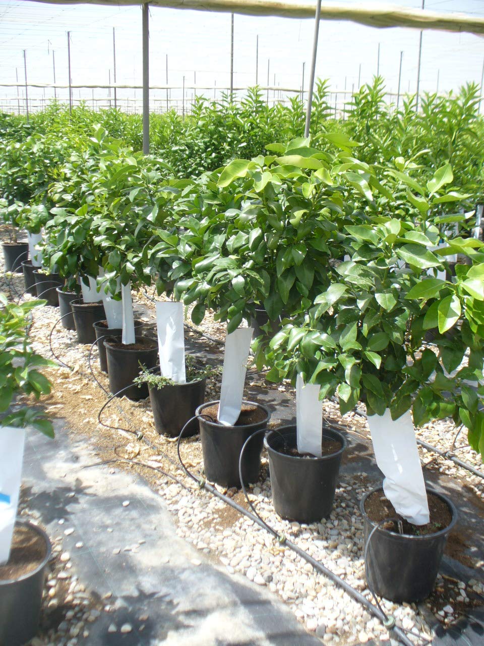 Arbre d'oranger sanguin, citrus - Sanguinelli, naranjo env. 130-140 cm de haut
