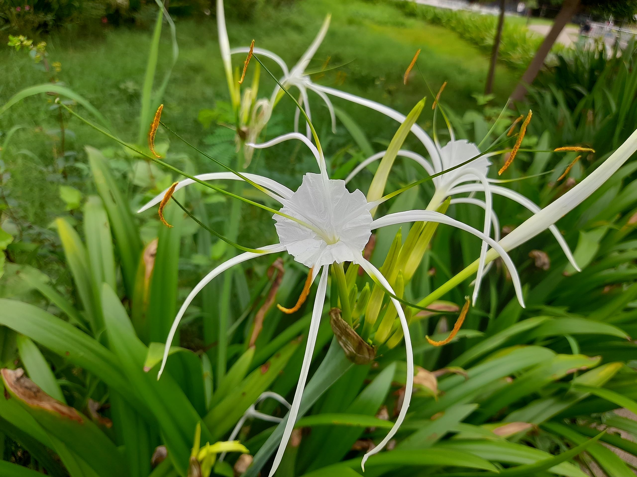 AkGreens Bulb Plant Spider lily (sudarshan)-2Bulb (B0C7196319) Amazon Price History, Amazon Price Tracker