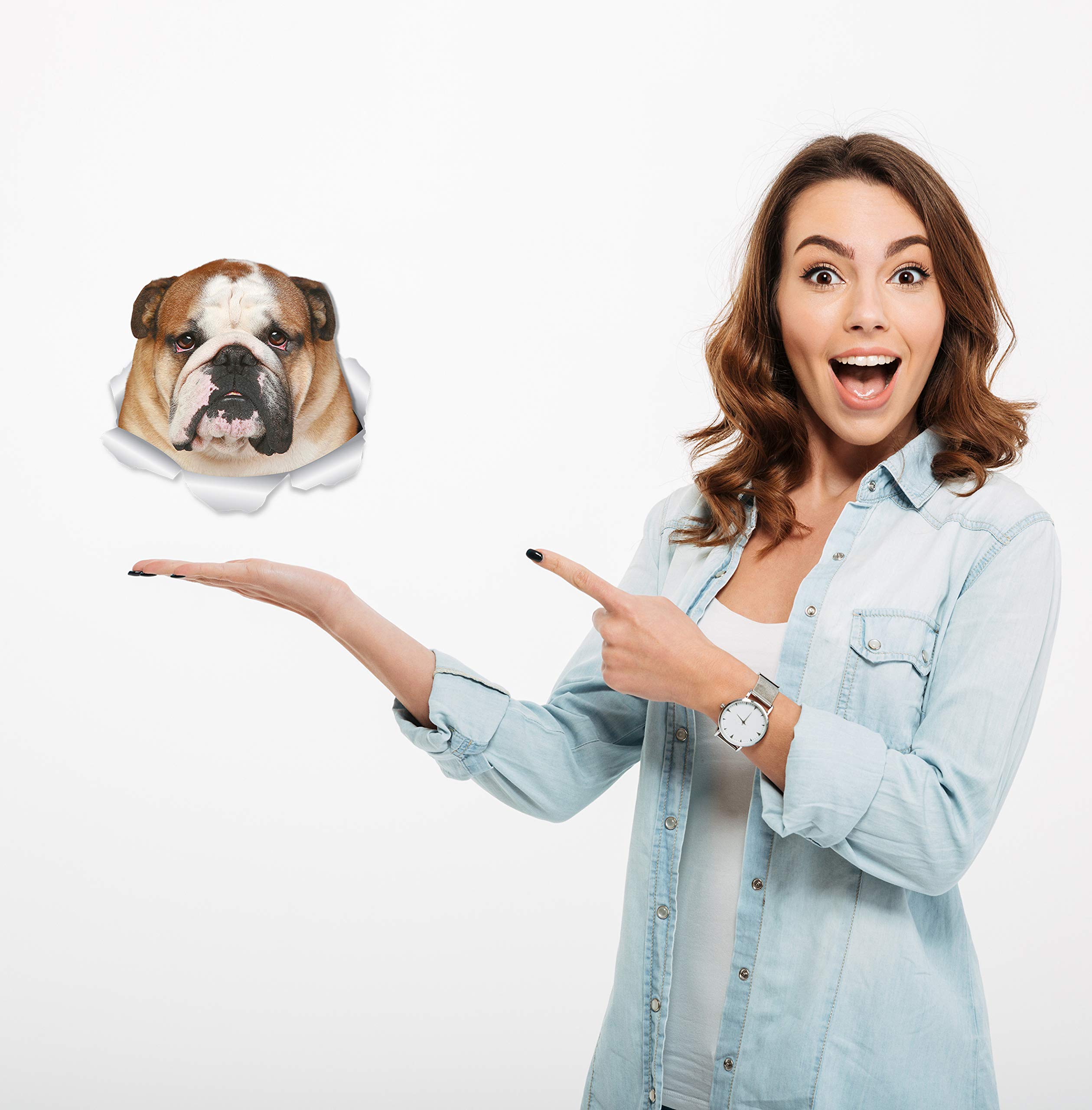 Winston & Bear Funny Bulldog Wall Decals - 2 Pack – English Bulldog 3D Sticker Dog Decals for Walls, Cars, Toilet and More - Retail Packaged British Bulldog Gifts