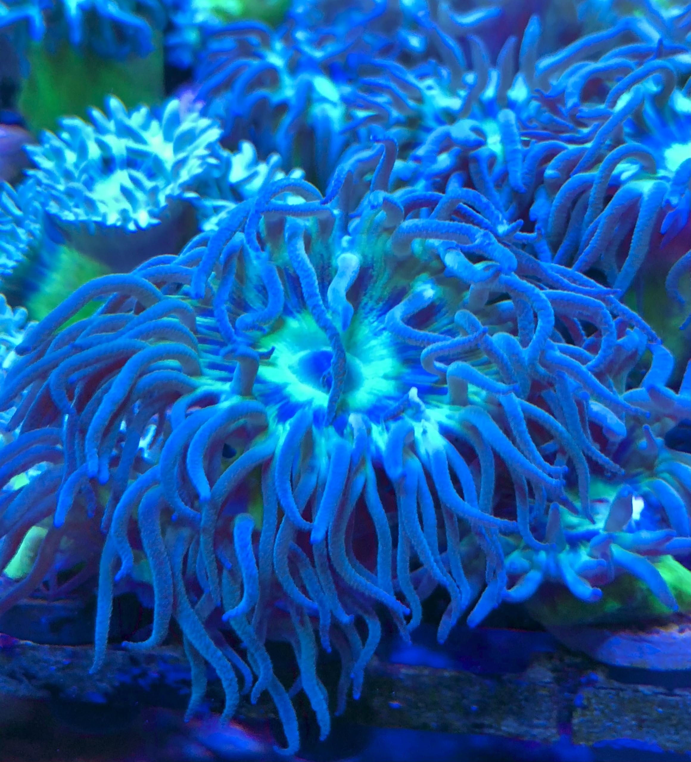 Live Saltwater Coral, Live Aquaculture Coral Decor for Aquarium, Live Aquacultured Reef Specimen - Dunkan (Duncanopsammia) (1 Head)
