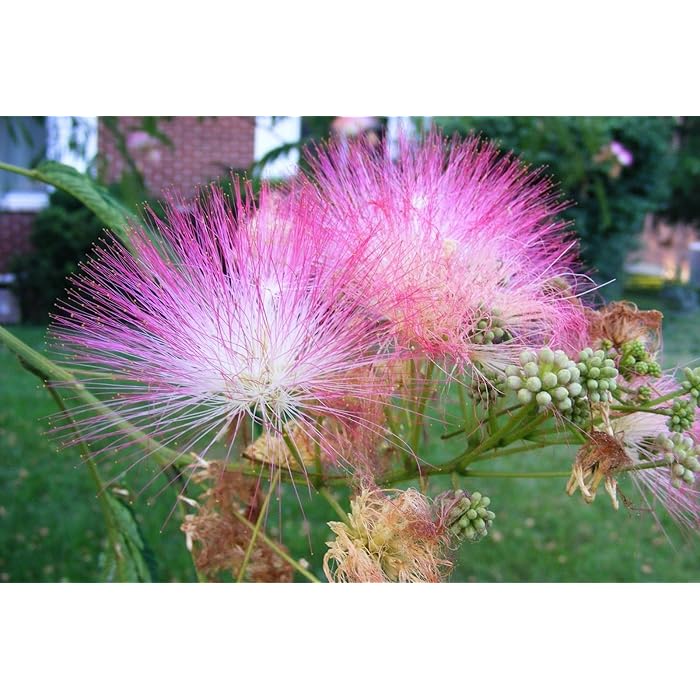 Buy Portal Cool 75+ Mimosa Pink Silk Tree Seeds Julibrissin