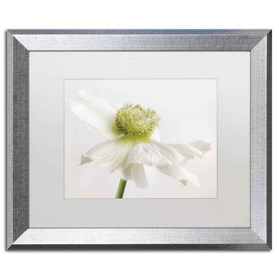 Amazon.com: Trademark Fine Art ALI1793-S1620MF Anemone