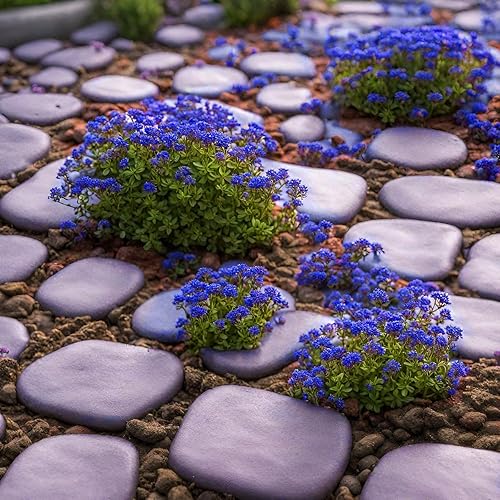 Miniatura 6 de Más de 20000 semillas de tomillo rastrero azul mágico para plantar plantas de cobertura del suelo, flores de reliquia, tomillo perenne, semillas de