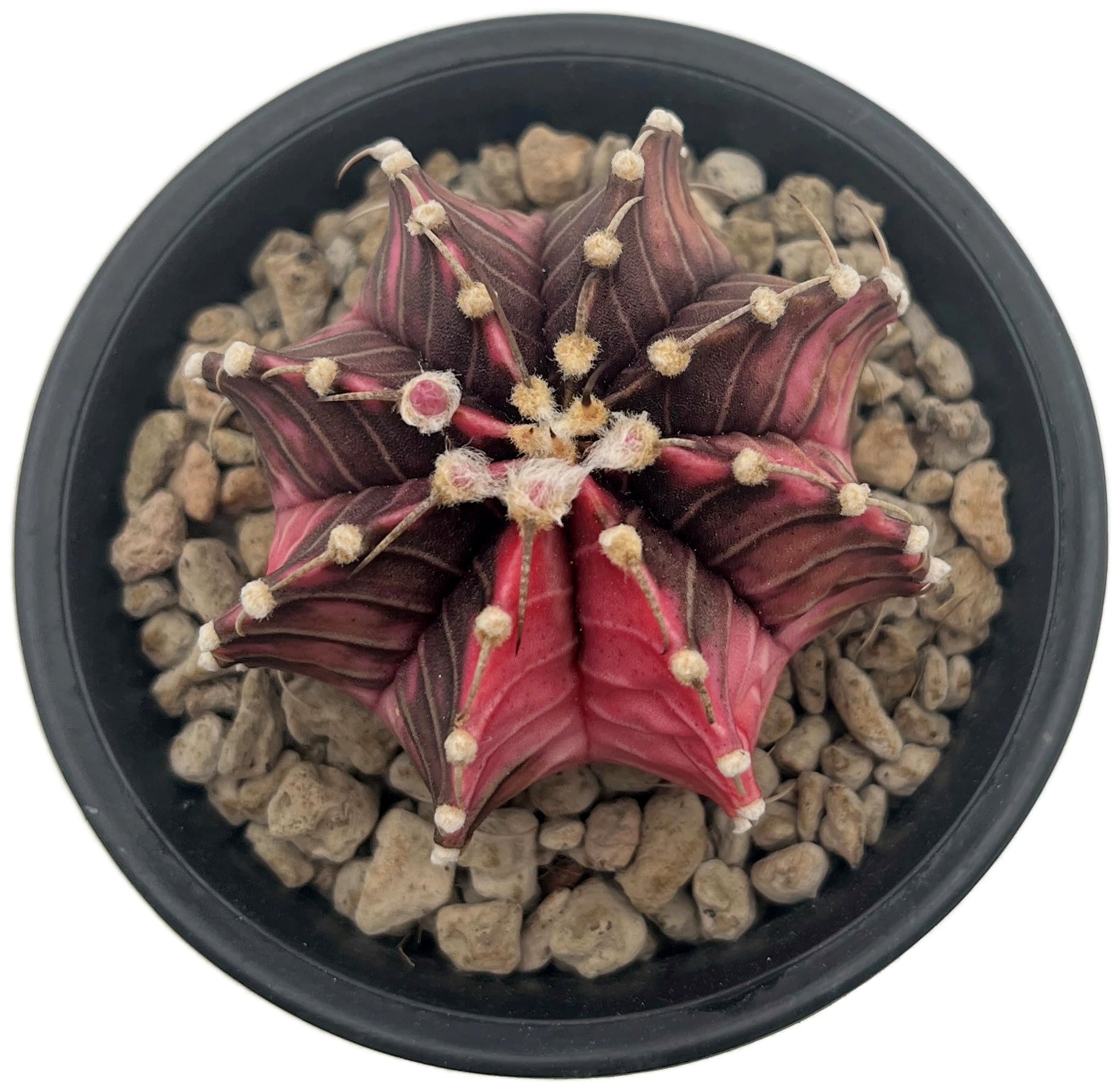 Gymnocalycium mihanovichii variegata - Mixed Clone - bunter Kaktus im Ø 9 cm Topf - exotische Zimmerpflanze - pflegeleichte Sukkulente