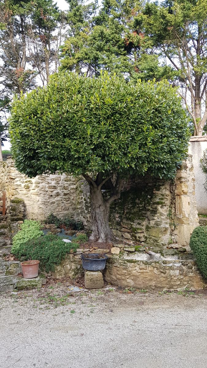 La Tisane Au Laurier Reconnue Pour Ses Multiples Bienfaits - Ici - Foto 5