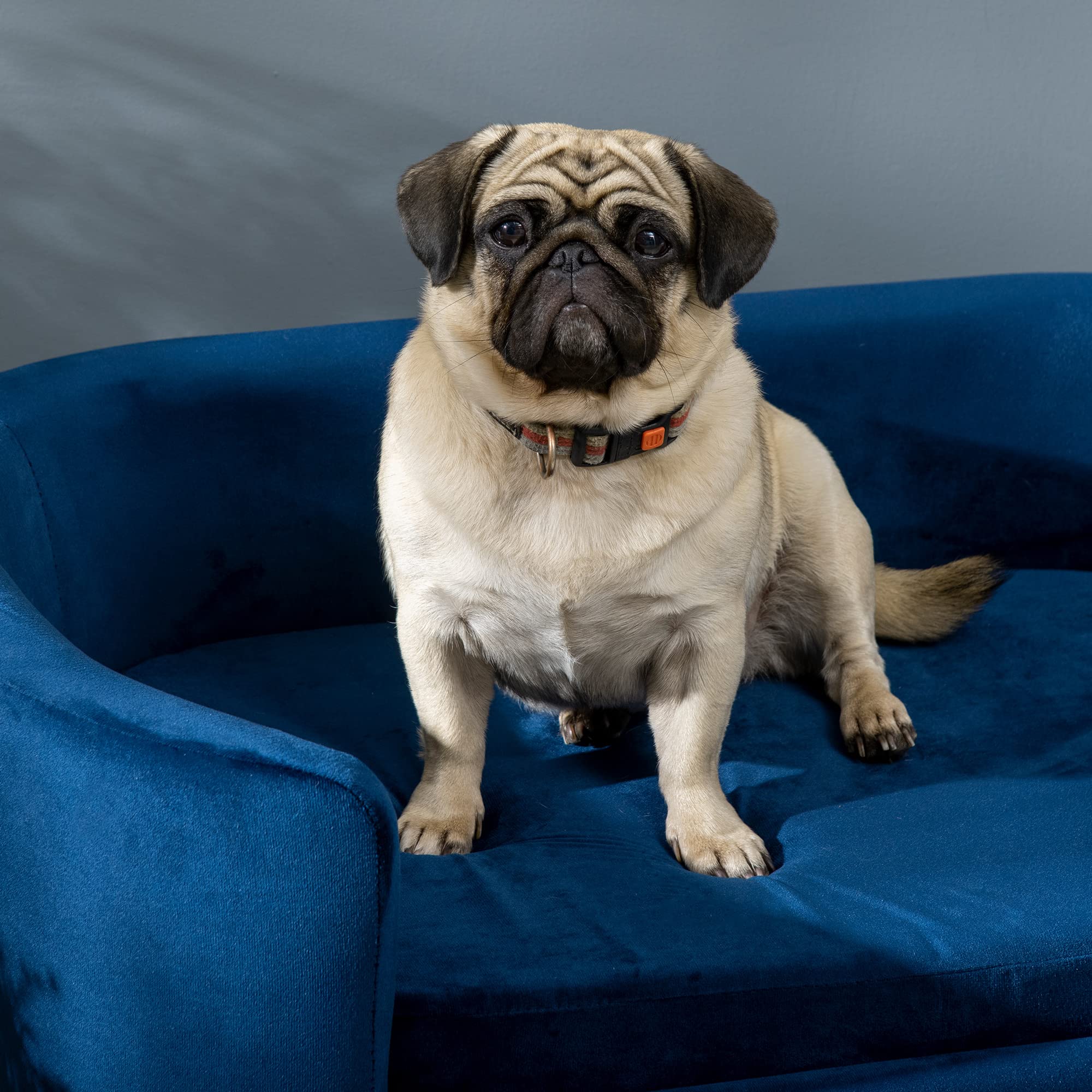 PawHut Cuccia per Cani da Interni, Divano per Gatti o Cani di Taglia Piccola e Media Max. 22.5kg, in Velluto Blu