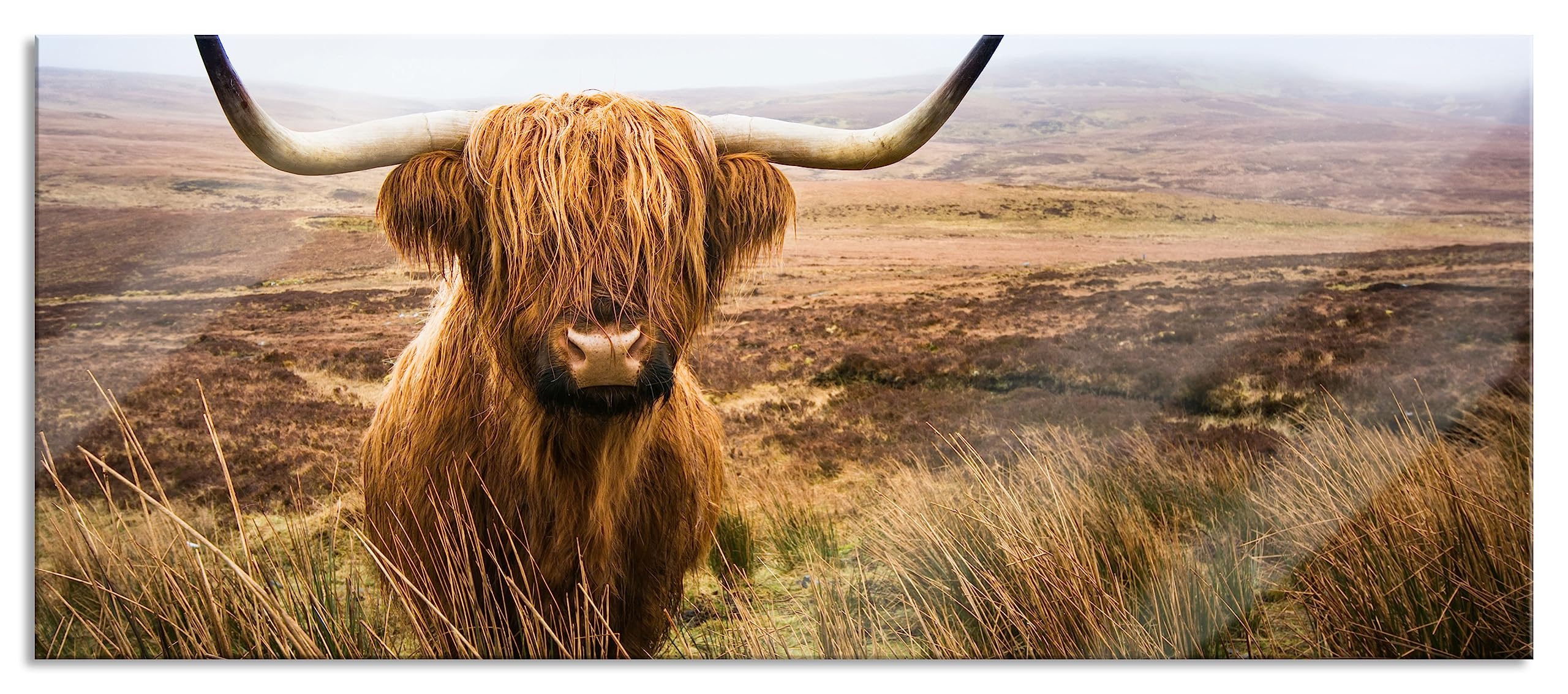 Pixxprint Quadro In Vetro Panoramico Manzo Delle Highland | 100x40 Cm, Vero Vetro 4 Mm, Stampa UV, Made In Germany - 3