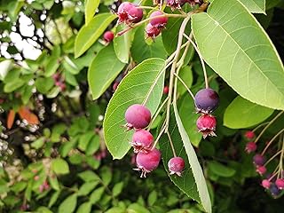 Hundredfold Serviceberry Juneberry June Berry 15 Seeds - Shadblow, Shadbush or Saskatoon Berry Canada and U.S. Native Fruit Shrub, Ontario Grown, for Lawn Tree & Food Forest