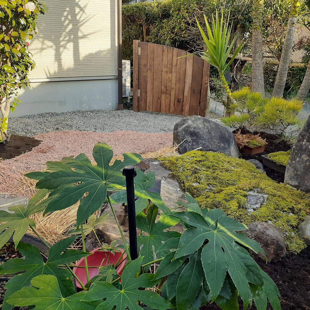 ハイゴケ12cm9cm(苔玉 テラリウム 盆栽)説明付き