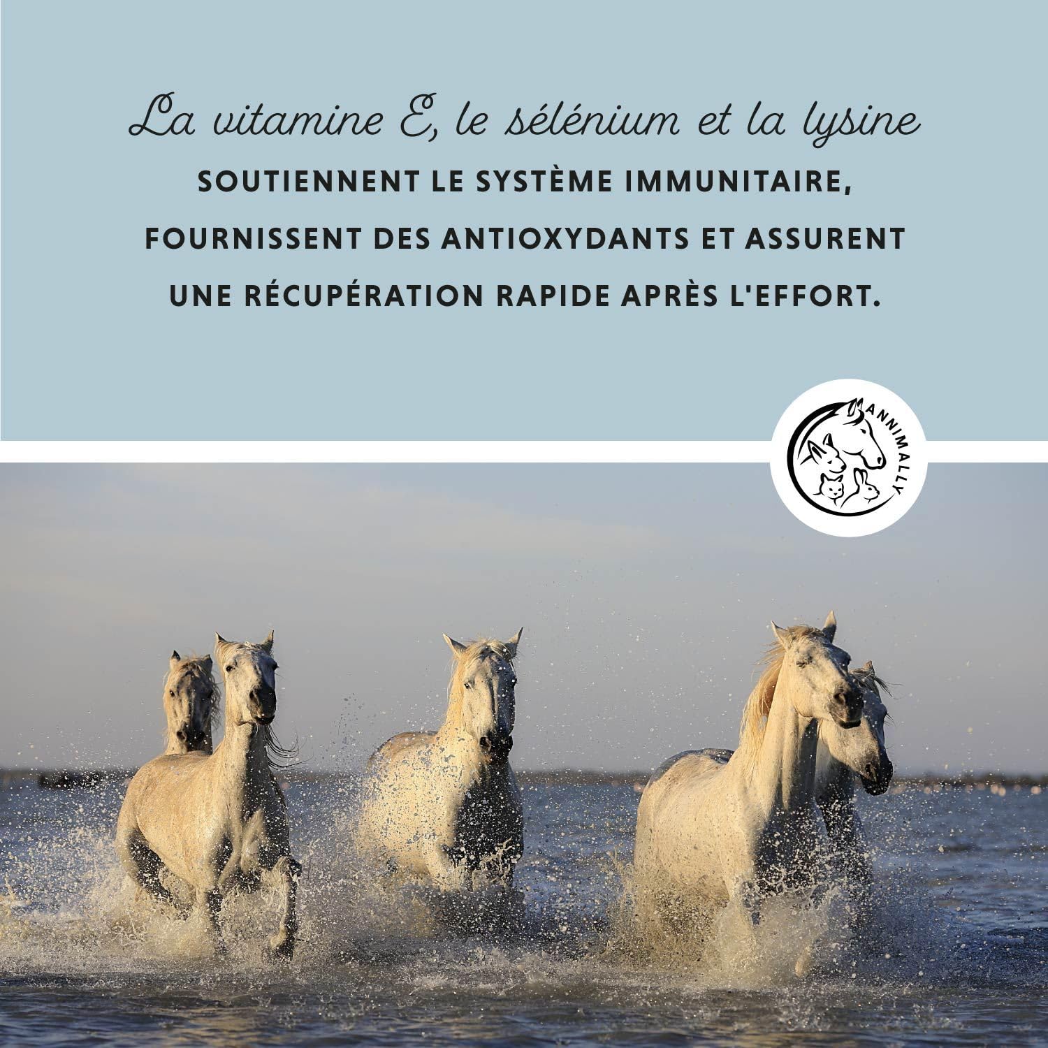 Annimally Sélénium, Vitamine E, L-Lysine Poudre pour Chevaux 800g - Complexe de Vitamine E, L-Lysine et Sélénium pour Soutenir la Musculature et Les Performances - Complément Alimentaire pour Cheval
