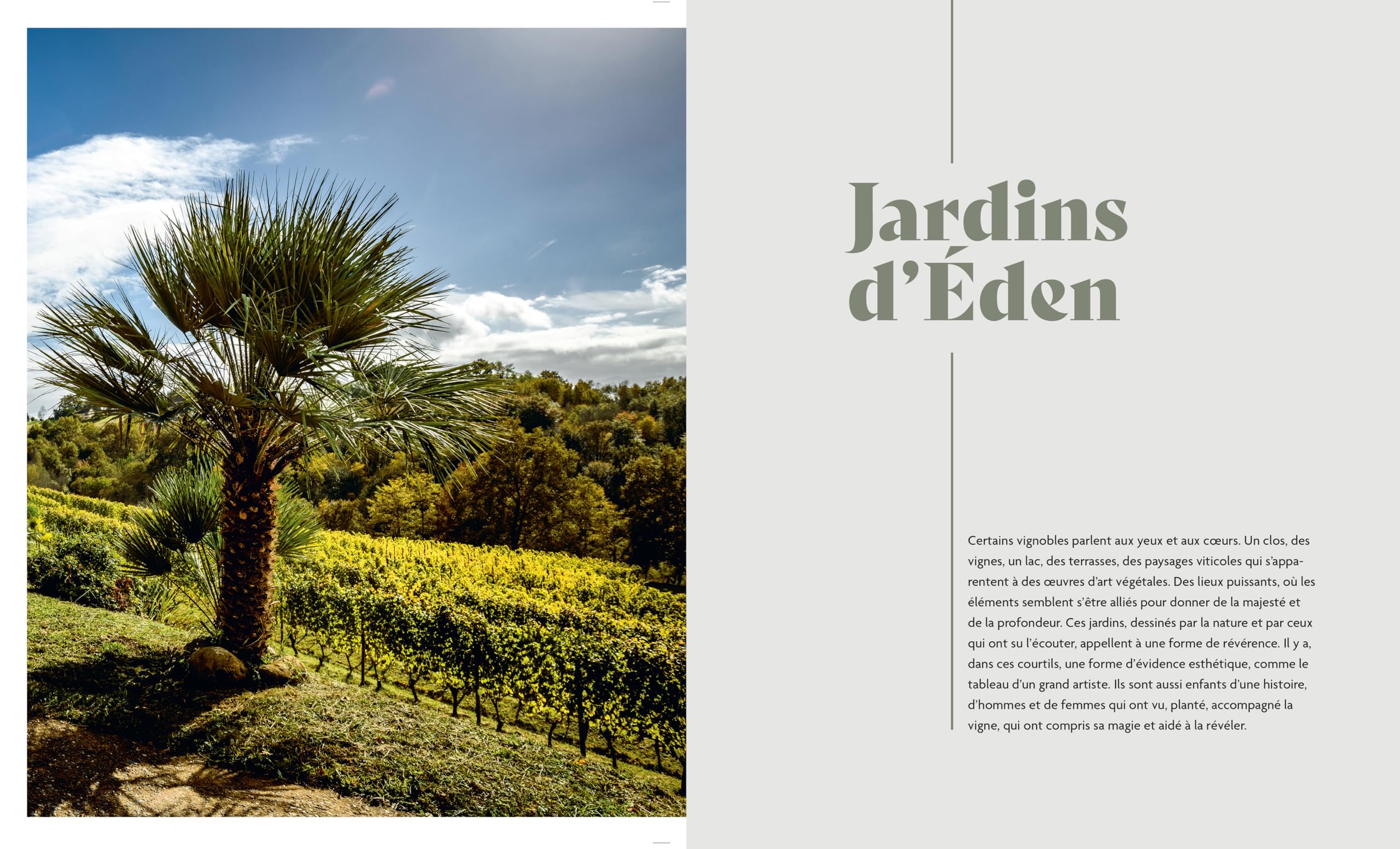 L'Odyssée du Vin: Tour du monde des vins et vignobles remarquables