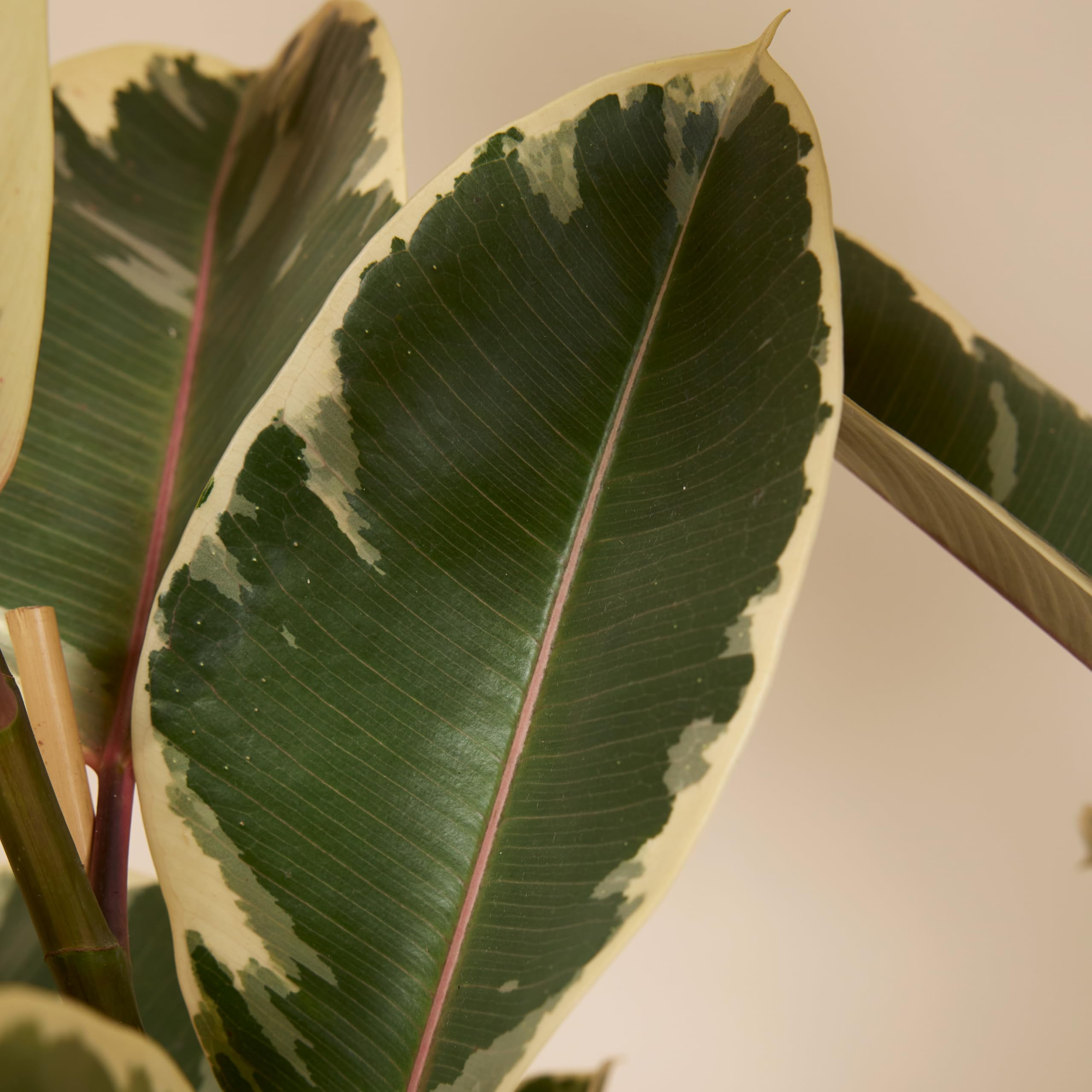 Bloomique - Ficus Elastica Tineke - Gummibaum - Zimmerpflanzen - Luftreinigend - Höhe 90-110 cm - Topf 27