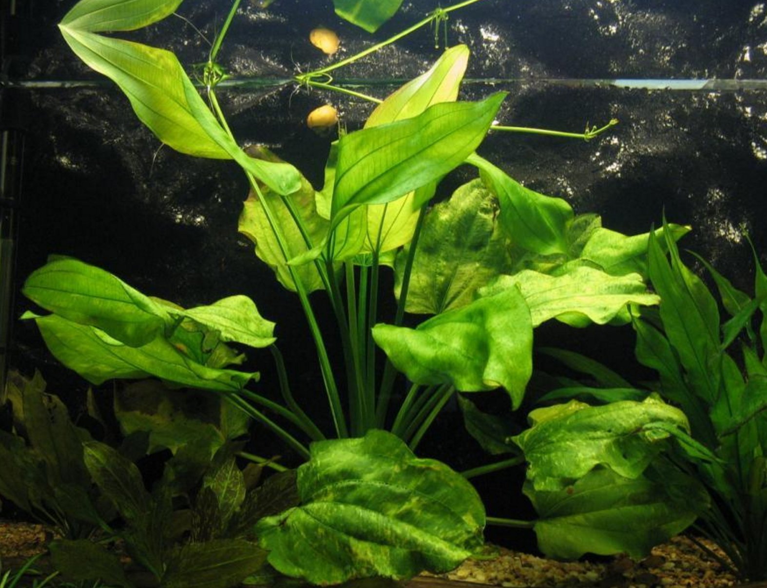 Amazon.com: Amazon Sword Plants Echinodorus Marble Queen